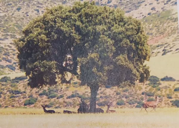 Fauna y Vegetación 